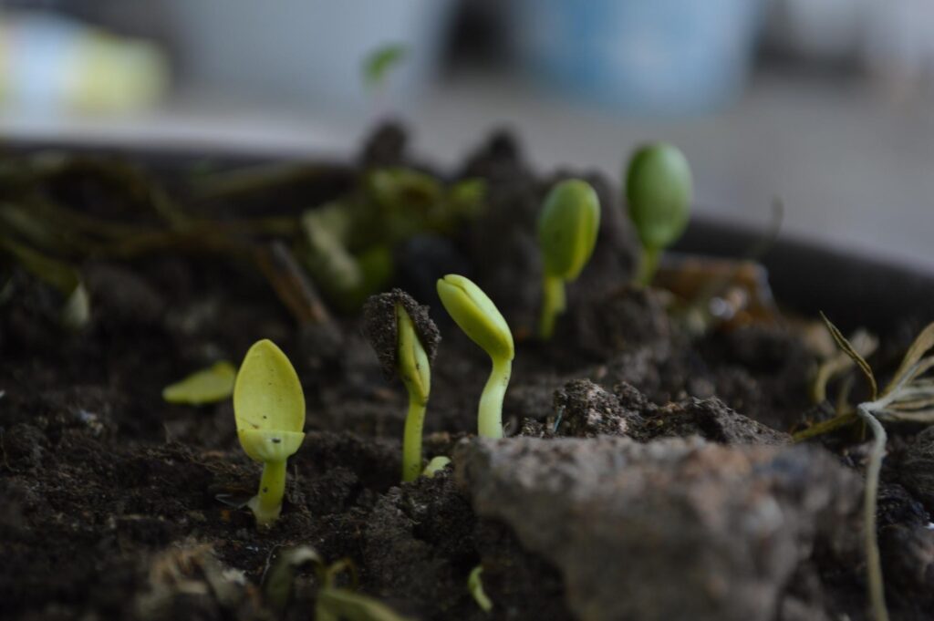 amino acid fertilizer could promot root growth